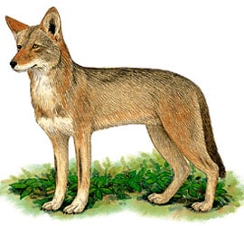 рыжий волк, красный волк (Canis rufus), рисунок