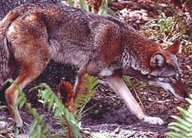 рыжий волк, красный волк (Canis rufus), фото, фотография