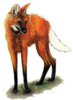 Гривистый волк, гуара, агуарачай (Chrysocyon brachyurus), рисунок картинка хищные животные