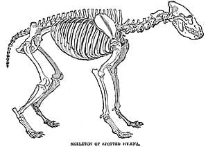 скелет пятнистой гиены (Crocuta crocuta), фото, фотография