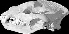 череп самца пятнистой гиены (Crocuta crocuta), фото, фотография