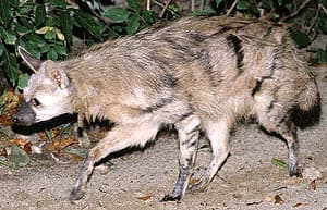 земляной волк, протел, волк земляной (Proteles cristatus), фото, фотография