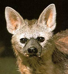 земляной волк, протел (Proteles cristatus), фото, фотография