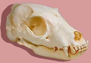 череп земляного волка, череп протела (Proteles cristatus), фото, фотография