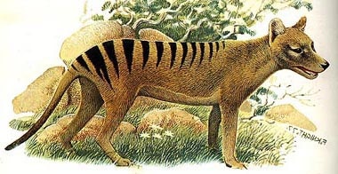 тасманийский волк (Thylacinus cynocephalus), сумчатый волк, рисунок, картинка