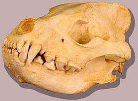 череп полосатой гиены (Hyaena hyaena), фото, фотография