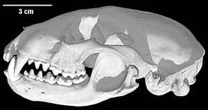 череп самца енота-полоскуна (Procyon lotor), фото, фотография с www.digimorph.org