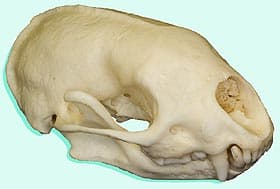 череп восточно-мексиканского скунса (Conepatus leuconotus), фото, фотография с http://skullsunlimited.com
