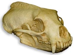череп тайры (Eira barbara), фото, фотография с http://skullsunlimited.com