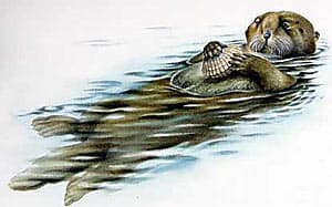 калан, морской бобр, морская выдра (Enhydra lutris), фото, фотография с http://dkimages.com