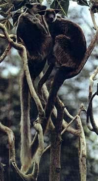 древесные кенгуру, фото, фотография