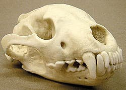 череп росомахи (Gulo gulo), фото, фотография с http://boneroom.com