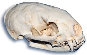 череп малого гризона (Galictis cuja), фото, фотография с http://skullsunlimited.com/