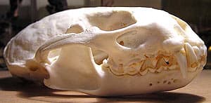 череп выдры (Lutra lutra), фото, фотография с http://zoo-muzeum.wz.cz/