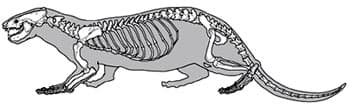 Скелет выдры (Lutra lutra), рисунок картинка с http://archeozoo.org/