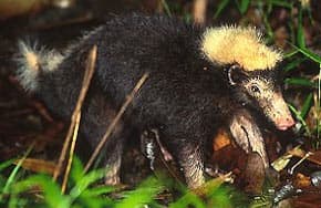индонезийский вонючий барсук, вонючий индонезийский барсук (Mydaus javanensis), фото, фотография с http://badgers.org.uk/badgerpages/