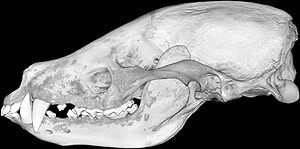 череп теледу, свиного барсука (Arctonyx collaris), фото, фотография