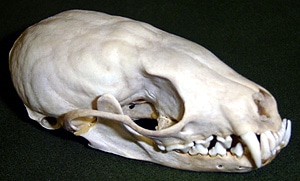 череп американской куницы (Martes americana), фото, фотография с http://beaconhillbiological.com/