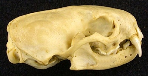 череп перевязки (Vormela peregusna), фото, фотография с http://szmn.sbras.ru/