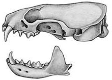 череп американской норки (Mustela vison), фото, фотография с http://mnh.si.edu