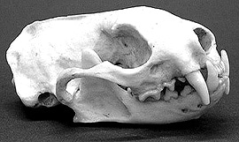 череп черноногого хорька (Mustela nigripes), фото, фотография с http://boneroom.com/