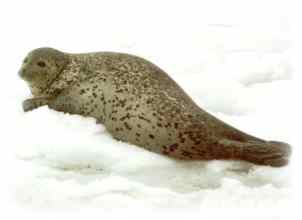 ларга (Phoca largha), пятнистый тюлень, фото, фотография