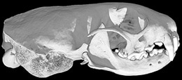 череп ласки длиннохвостой (Mustela frenata), фото, фотография с http://digimorph.org/