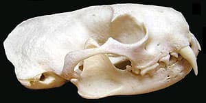 череп европейской норки (Mustela lutreola), фото, фотография с http://biolib.cz/