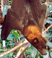 ацеродон золотошапочный (Acerodon jubatus), фото, фотография с http://ecologyasia.com/