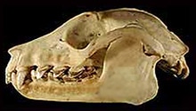 ацеродон гривастый, ацеродон золотошапочный (Acerodon jubatus), фото, фотография с