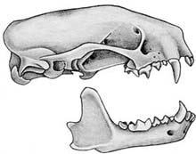 череп полосатого скуна (Mephitis mephitis), рисунок с http://mnh.si.edu