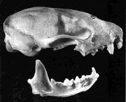 череп карликового пятнистого скунса (Spilogale pygmaea), фото, фотография