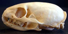 череп африканской ласки (Poecilogale albinucha), фото, фотография с http://zoo.bf.jcu.cz/