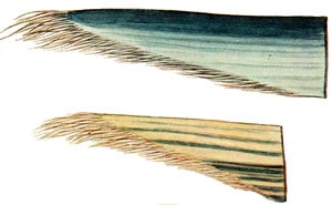китовый ус финвала, сельдяного кита (Balaenoptera physalus), фото, фотография