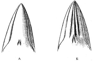 А - голова сейвала, Б - полосатика Брайда (Balaenoptera edeni), фото, фотография