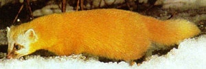 японская куница, японский соболь (Martes melampus), фото, фотография с http://animalpicturesarchive.com