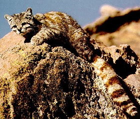 андская кошка (Oreailurus jacobita, Leopardus jacobitus), фото, фотография с http://animalpicturesarchive.com/