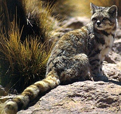 кошка андская (Felis jacobita), фото, фотография с http://animalpicturesarchive.com/