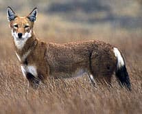 эфиопский волк, красный шакал (Canis simensis), фото, фотография с