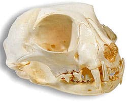 череп манула (Felis manul, Otocolobus manul), фото, фотография с 