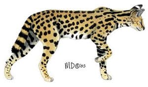 сервал, кустарниковая кошка (Felis serval, Leptailurus serval), рисунок, картинка
