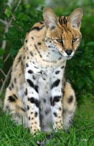 кустарниковая кошка (Leptailurus serval), фото, фотография