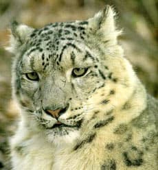 cнежный барс, снежный леопард (Uncia uncia), фото, фотография с 