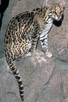оцелот (Felis pardalis, Leopardus pardalis), фото, фотография