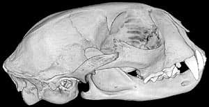 череп самки оцелота (Felis pardalis, Leopardus pardalis), фото, фотография