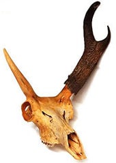 Череп вилорога, винторогой антилопы (Antilocapra americana), фото, фотография животные