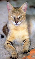 камышовый кот (Felis chaus), фото, фотография
