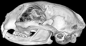 череп африканской дикой кошки - самец (Felis lybica), фото, фотография