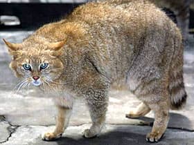 гобийская кошка, пустынная кошка, китайская горная кошка (Felis bieti), фото, фотография с www.kedi.ws
