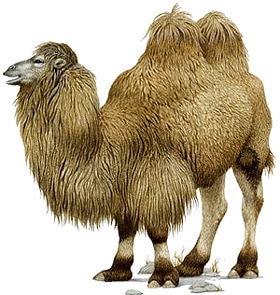 двугорбый верблюд, бактриан, хабтагай (Camelus bactrianus), фото, фотография с http://www.dkimages.com/